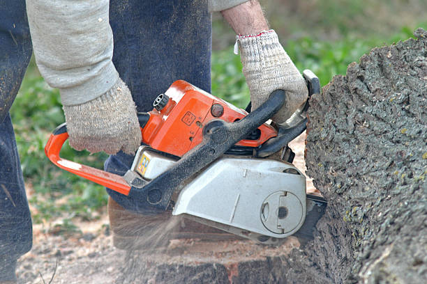 How Our Tree Care Process Works  in  Lake Butler, FL