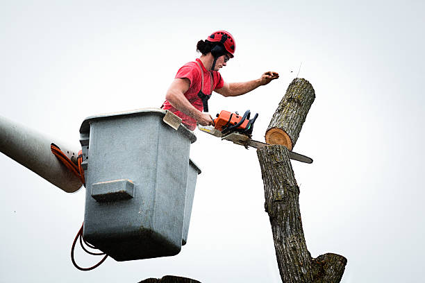 Trusted Lake Butler, FL Tree Removal Services Experts